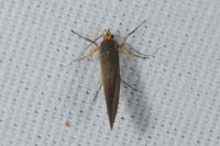 Crassa unitella