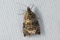 Celypha lacunana