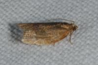 Clepsis consimilana