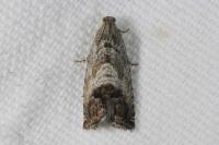 Cydia splendana