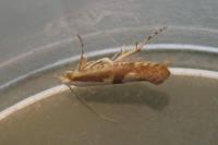 Argyresthia pruniella