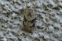 Acleris kochiella