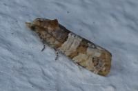 Lobesia indusiana/limoniana