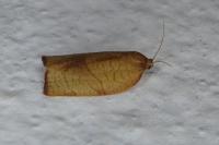 Clepsis consimilana