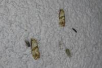 Phalonidia contractana