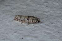 Pseudococcyx tessulatana