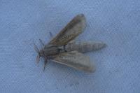 Phragmataecia castaneae