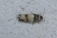 Epinotia thapsiana