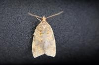 Epagoge grotiana
