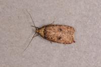 Agonopterix angelicella