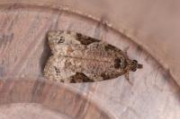 Apotomis semifasciana