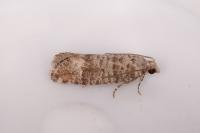 Clavigesta sylvestrana