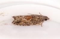 Epinotia nisella