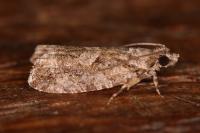 Zeiraphera isertana