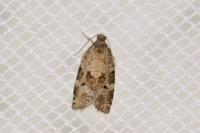 Dichelia histrionana