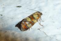 Aethes tesserana