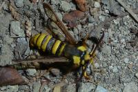 Sesia apiformis