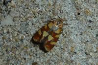 Aethes tesserana