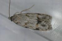 Symmoca signatella