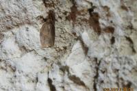 Pandemis heparana