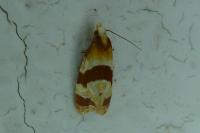 Phalonidia albipalpana