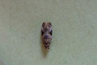 Lobesia botrana