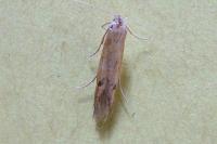 Holcopogon bubulcellus
