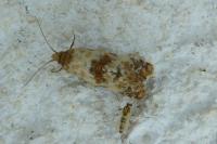 Neocochylis molliculana