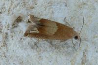 Eucosma conterminana