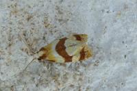 Phalonidia albipalpana