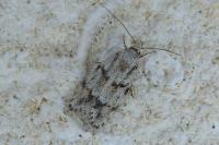 Symmoca signatella