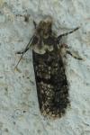 Morophaga morella