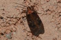 Agonopterix conterminella