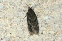 Gelechia muscosella