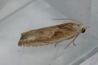 Eucosma gr. cana