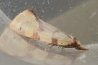 Agapeta hamana