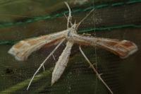 Gillmeria pallidactyla