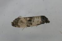 Cochylichroa atricapitana