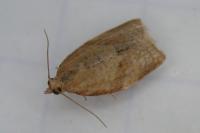 Clepsis consimilana