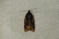 Acleris umbrana