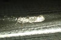 Yponomeuta irrorella