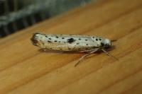 Yponomeuta plumbella