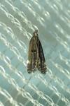 Dichomeris alacella