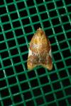 Acleris holmiana