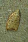 Acleris forsskaleana