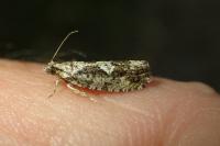 Zeiraphera isertana