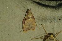 Carcina quercana