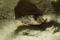 Cydia splendana