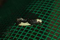 Monopis monachella