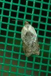 Acleris variegana